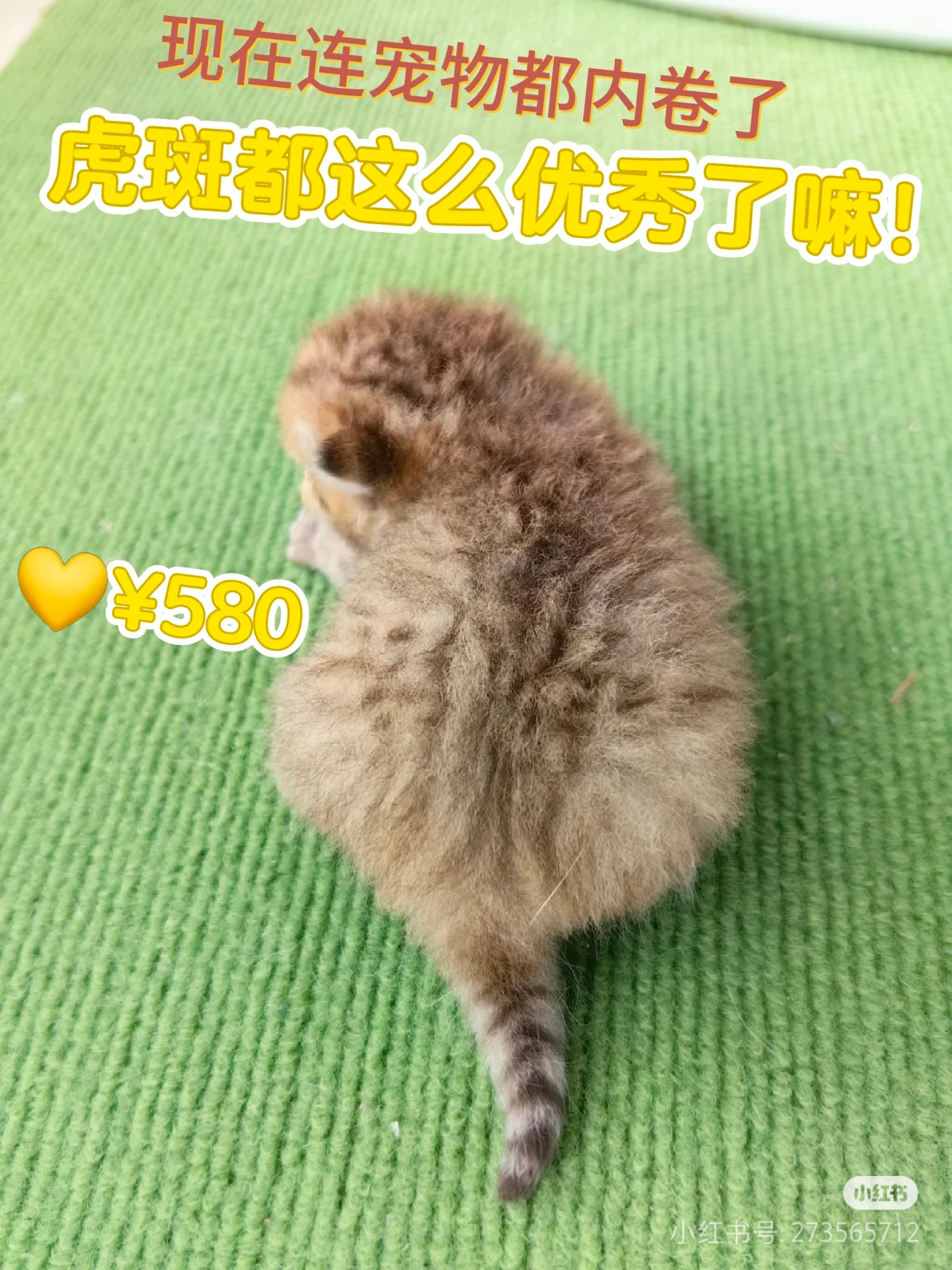 银渐层，金虎斑